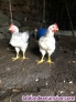 Fotos del anuncio: Gallinas ponedora y kikas, pollo y pavo
