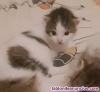 Fotos del anuncio: Regalo gatitos 2 meses 