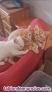 Fotos del anuncio: Vendo 3 gatitos siames de 2 meses y medio