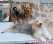 Yorkshire Terrier, chihuahua,morkie, chorkie, pomerania 