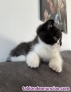 British shorthair bicolor