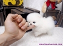 Cachorros mini pomerania negros, blancos y marrones