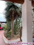 Fotos del anuncio: Chalet en venta en Bacarot (Alicante)