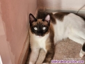 Gatita busca hogar cariñoso
