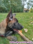 Fotos del anuncio: Adopcin de perro pastor belga malinois 