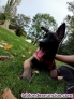 Fotos del anuncio: Adopcin de perro pastor belga malinois 