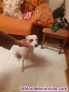 Fotos del anuncio: Doy perra en adopcin 