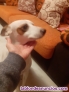 Fotos del anuncio: Doy perra en adopcin 