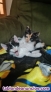 Fotos del anuncio: Gatos en adopcion