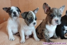 Se ofrecen mascotas de Bull dog Francs 