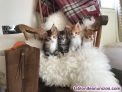 Tenemos disponibles gatitos de raza maine coon