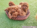 Fotos del anuncio: Cachorros de raza Caniche toy 