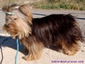 Espectacular Macho de yorkshire terrier colorful 