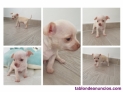 Chihuahua macho, buscando nuevo hogar.