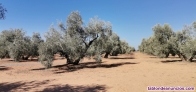 Fotos del anuncio: Particular vende finca de olivos en Alameda (Mlaga)
