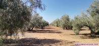 Fotos del anuncio: Particular vende finca de olivos en Alameda (Mlaga)
