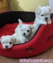 Magnificos ejemplares de bichon maltes toy
