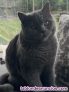 Fotos del anuncio: Gato British shorthair para monta 