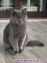 Fotos del anuncio: Gato British shorthair para monta 