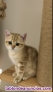 Gatitos Brittish Shorthair Chinchilla
