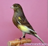 Fotos del anuncio: Se ceden canarios timbrados