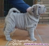 Criador Shar-Peis Profesional - Camada Disponible Julio 2024