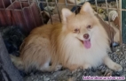 Macho de pomerania  16 meses