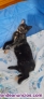 Fotos del anuncio: Doy una gata en adopcin, es urgente 