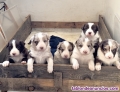 Camada border collie red merle