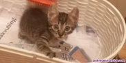 Gatitos para adopcin