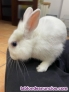 Fotos del anuncio: Conejo toy polons