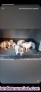 Fotos del anuncio: Cachorros de Breton