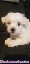 Cachorros Bichon Maltes 