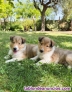 Fotos del anuncio: Rough collie