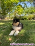 Fotos del anuncio: Rough collie