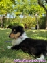 Fotos del anuncio: Rough collie