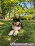 Fotos del anuncio: Rough collie