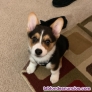 Cachorros Corgi Gals Pembroke disponibles