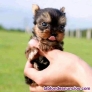 Yorkshire toy  Cachorros 