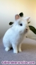 Fotos del anuncio: Regalo conejo