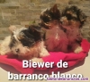Cachorros de yorkshire biewer de calidad pedigree