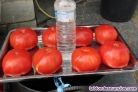 Fotos del anuncio: Semillas de tomates especiales