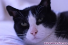 Fotos del anuncio: Sonny, un gato invisible en adopcin