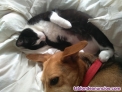 Fotos del anuncio: Sonny, un gato invisible en adopcin