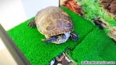 Fotos del anuncio: Se vende tortuga Pseudemys peninsularis