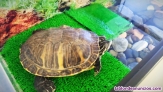 Fotos del anuncio: Se vende tortuga Pseudemys peninsularis