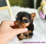 Yorkshires Cachorros 
