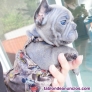 Buldog frances macho y hembra 