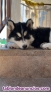 Cachorros de Husky