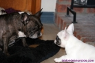 Fantstico Cachorros Bulldog Francs